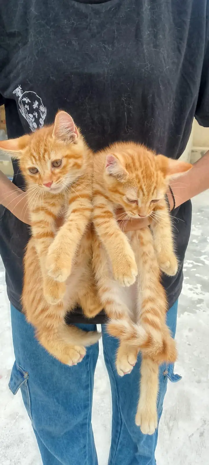 percian female cat for sale — photo 6