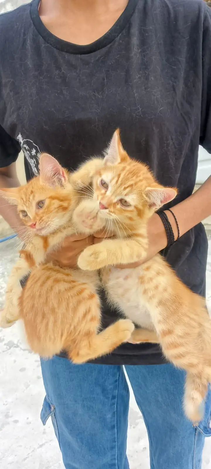 percian female cat for sale — photo 7