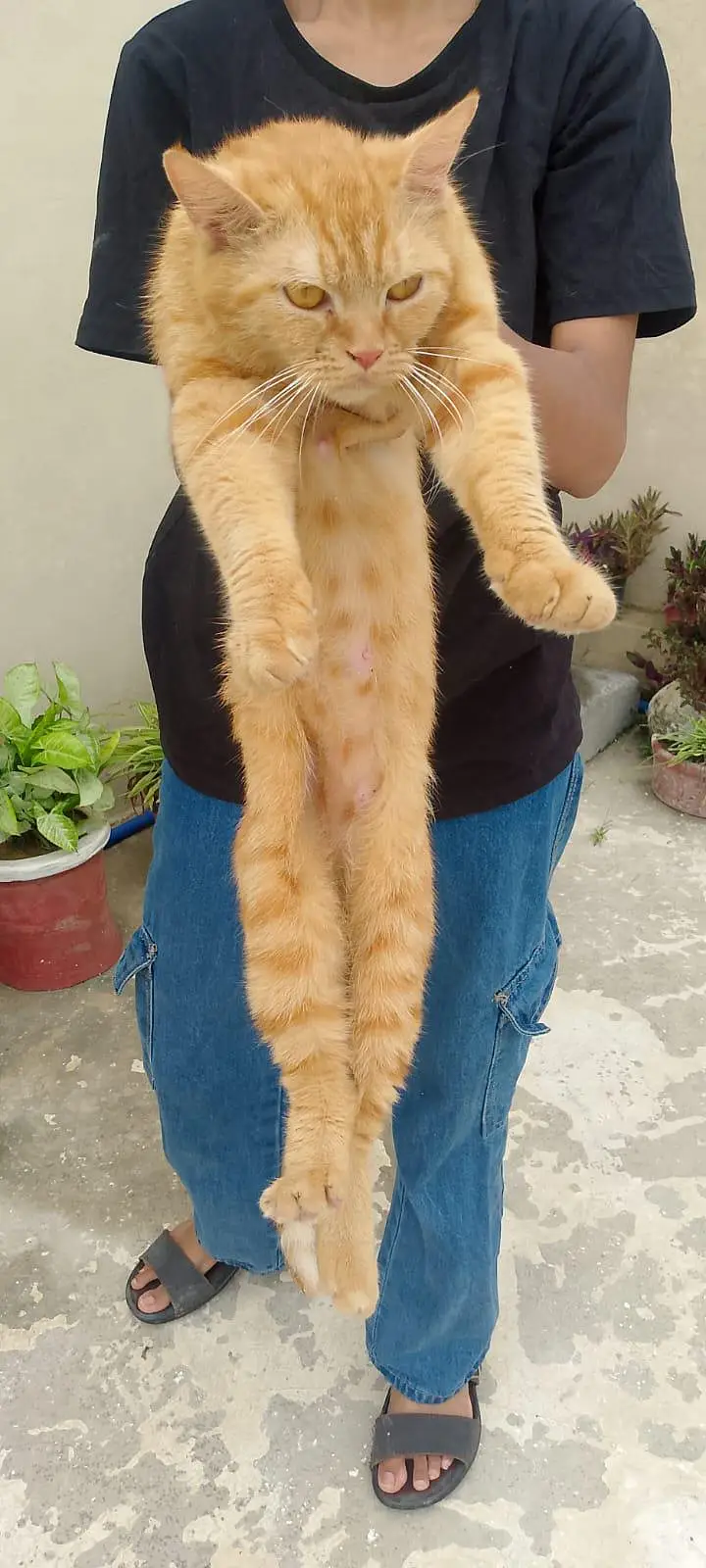 percian female cat for sale — photo 8