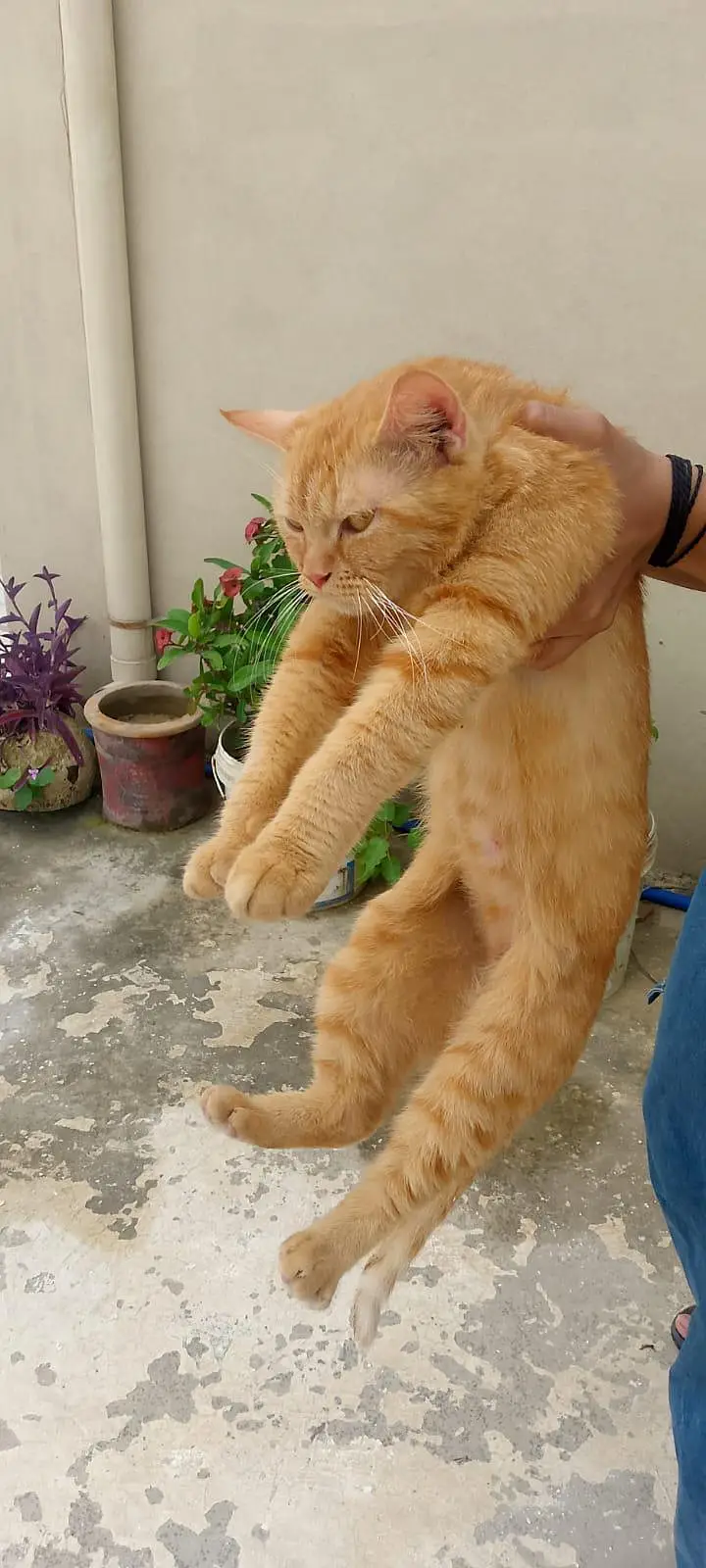 percian female cat for sale — photo 10