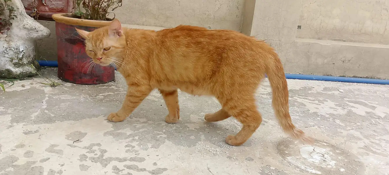 percian female cat for sale — photo 11