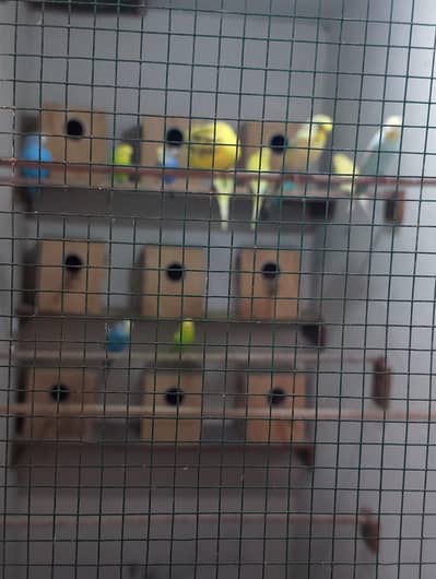 Fellow Budgie Pair King Size