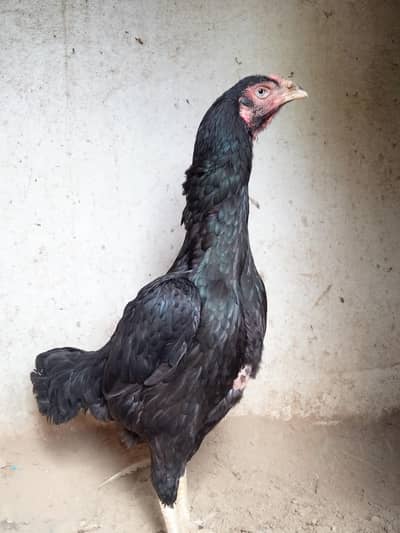Black Thai and shamo cross female