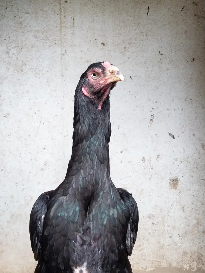 Black Thai and shamo cross female — photo 2
