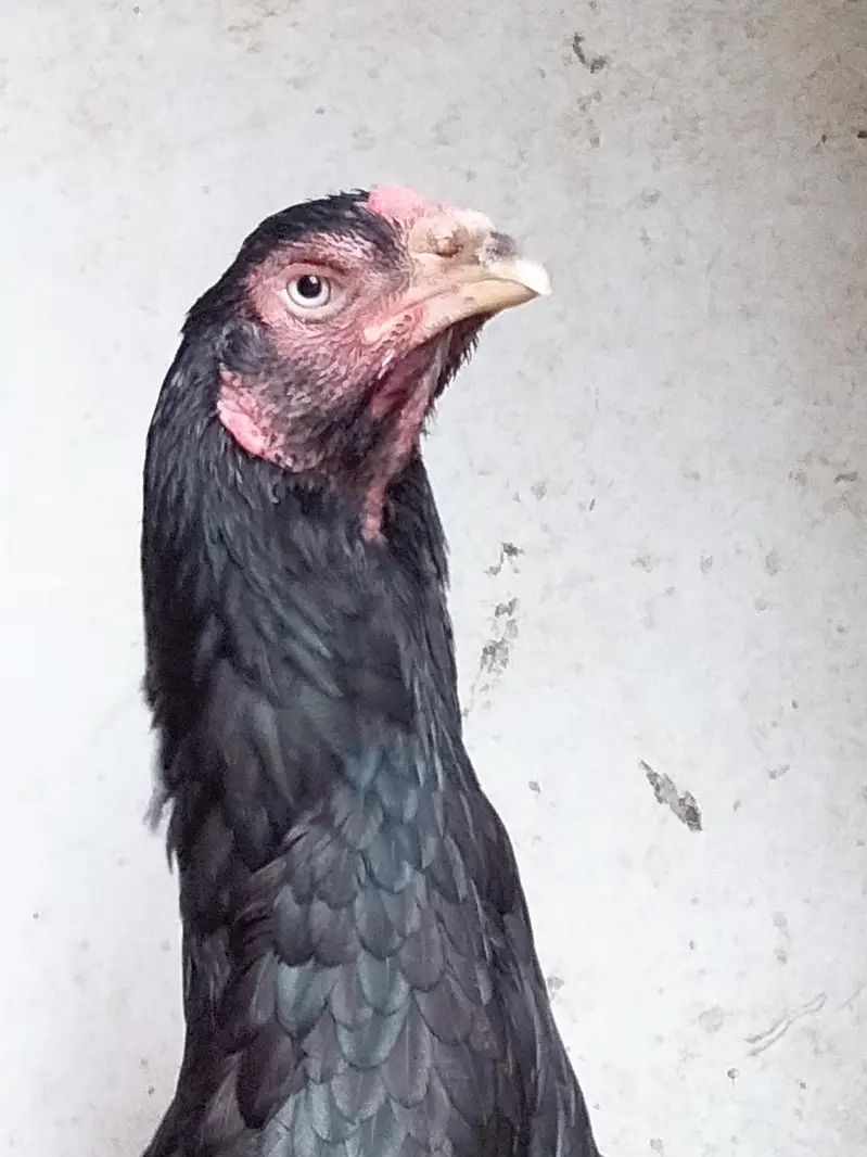 Black Thai and shamo cross female — photo 3