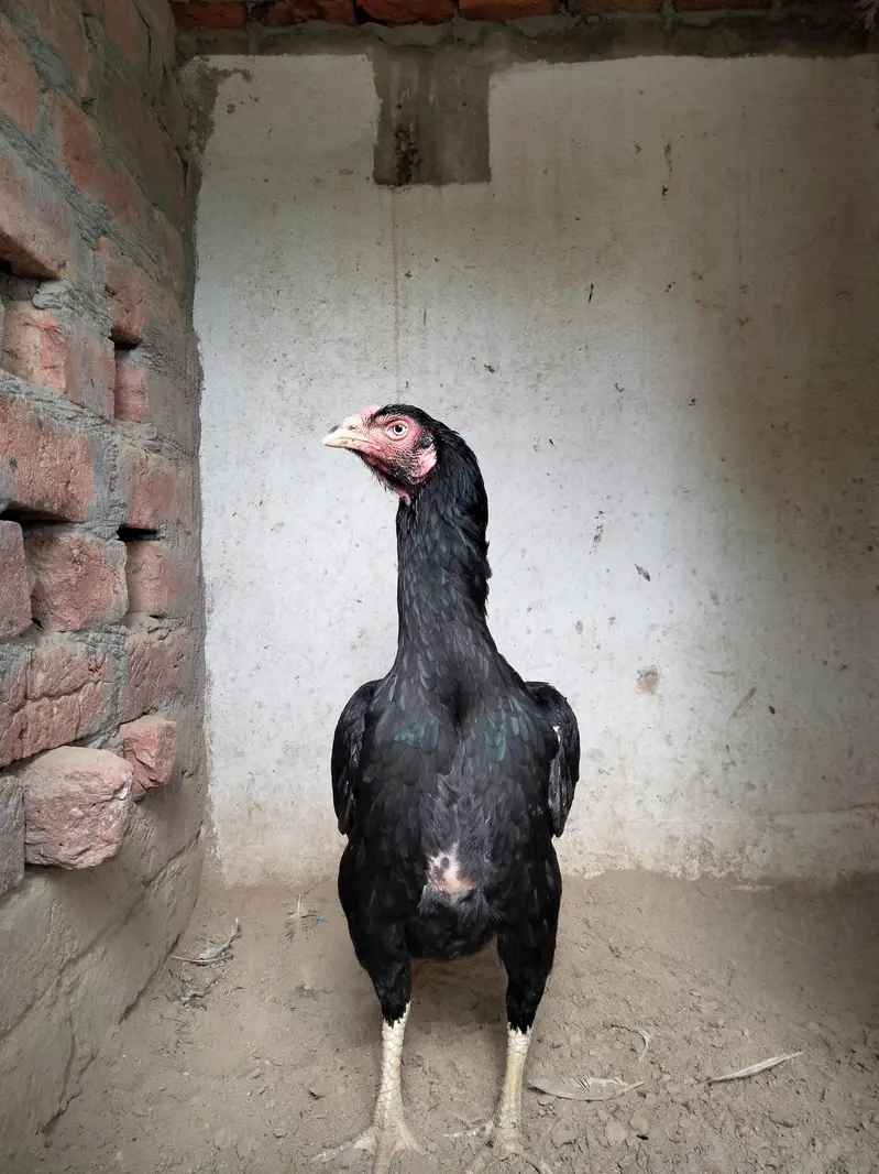 Black Thai and shamo cross female — photo 5