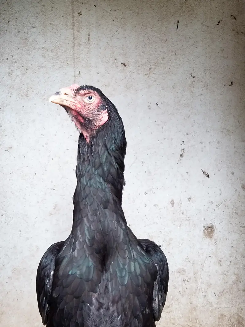 Black Thai and shamo cross female — photo 7