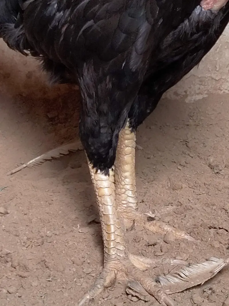 Black Thai and shamo cross female — photo 8