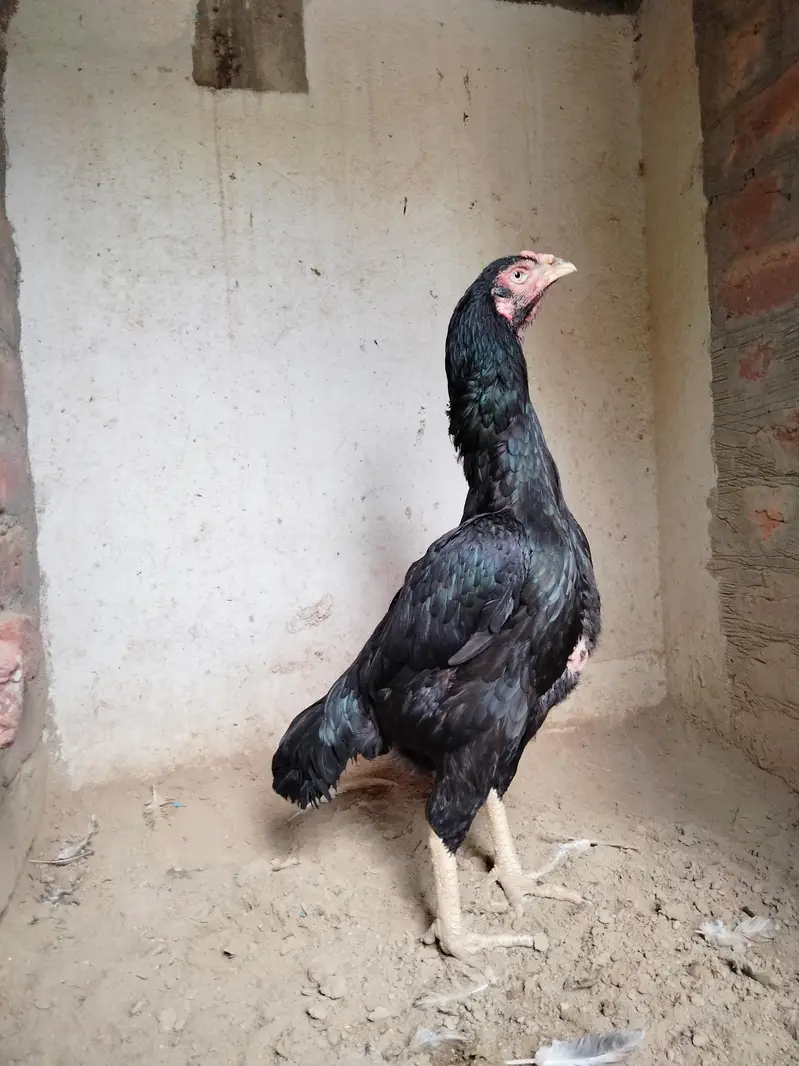 Black Thai and shamo cross female — photo 9