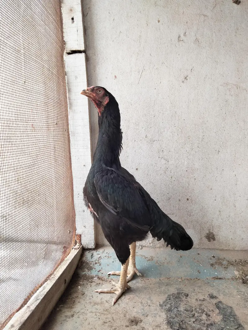 Black Thai and shamo cross female — photo 10