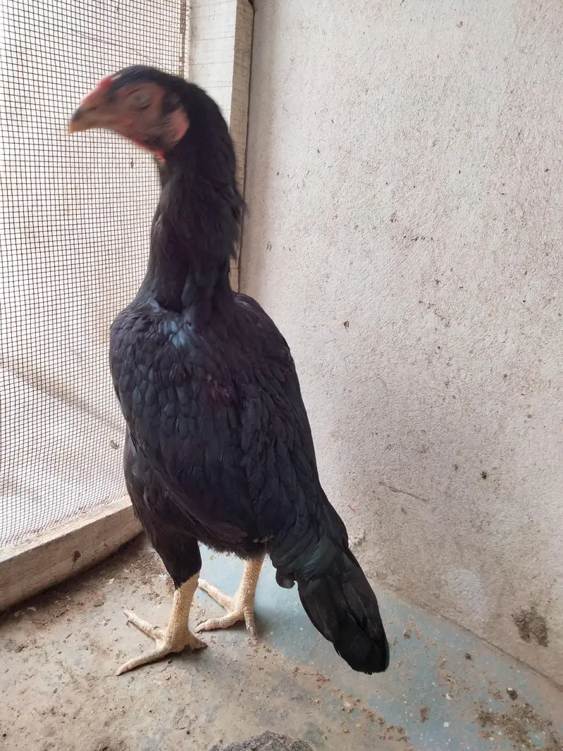 Black Thai and shamo cross female — photo 11
