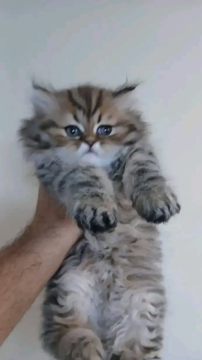 Quality Persian Kittens 3 Coated \/\/atsp 0Ʒ4816363 — photo 2