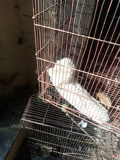 fresh and breading female