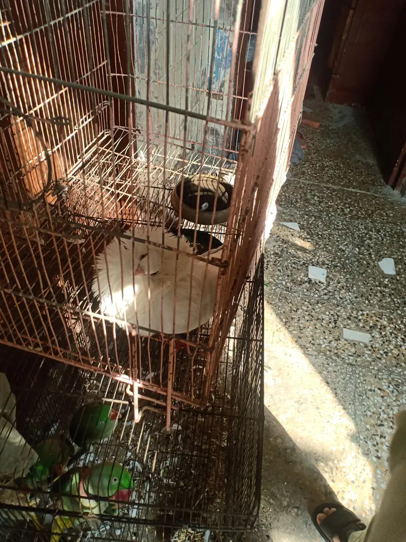 fresh and breading female — photo 3
