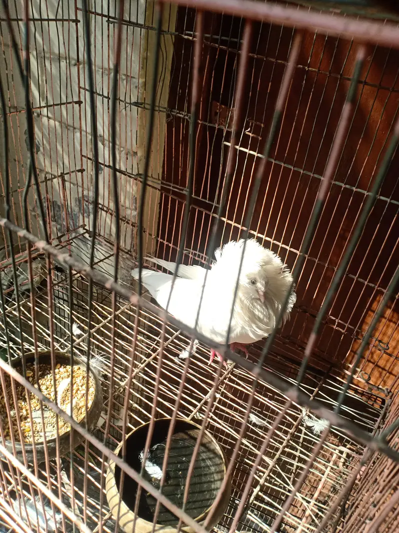 fresh and breading female — photo 4