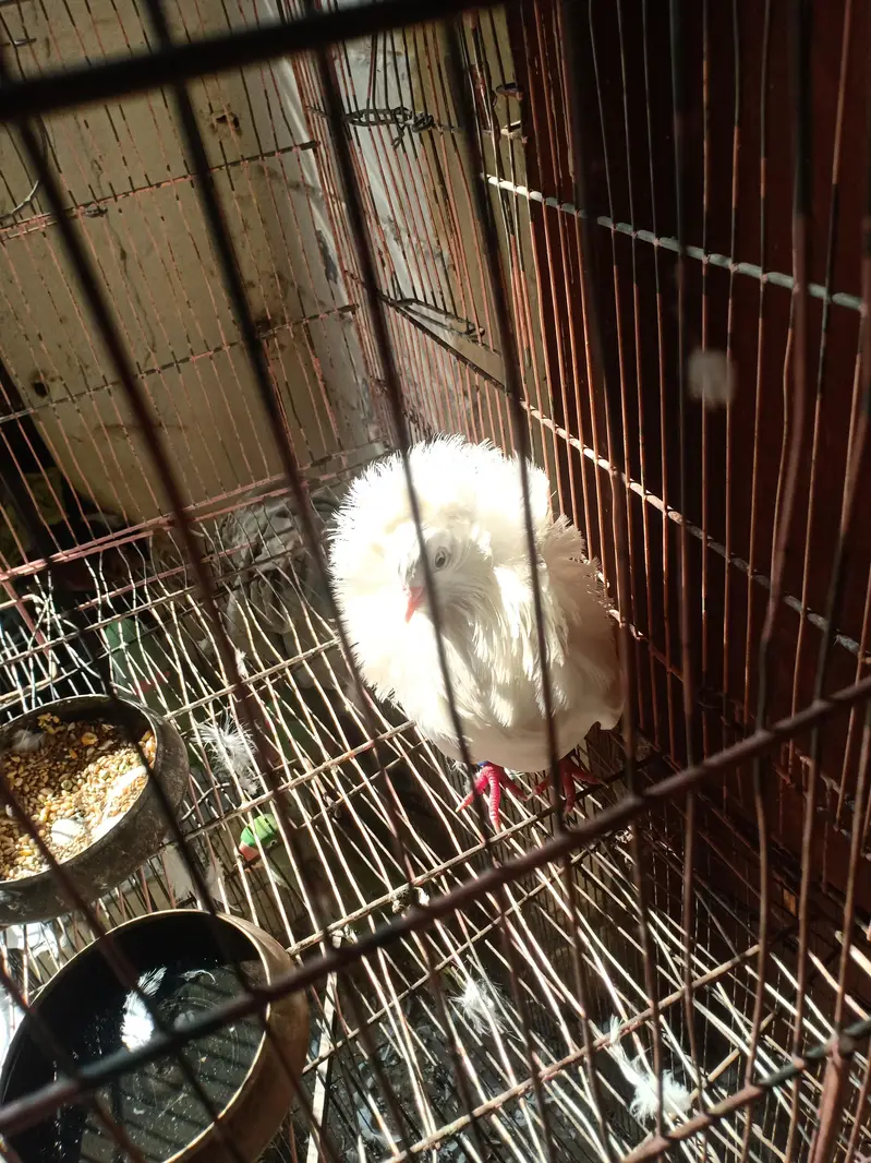 fresh and breading female — photo 5