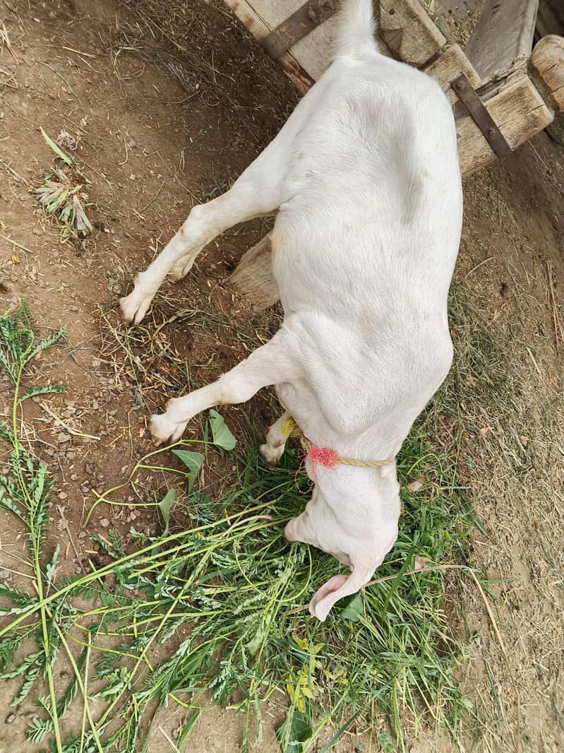Bakra 0