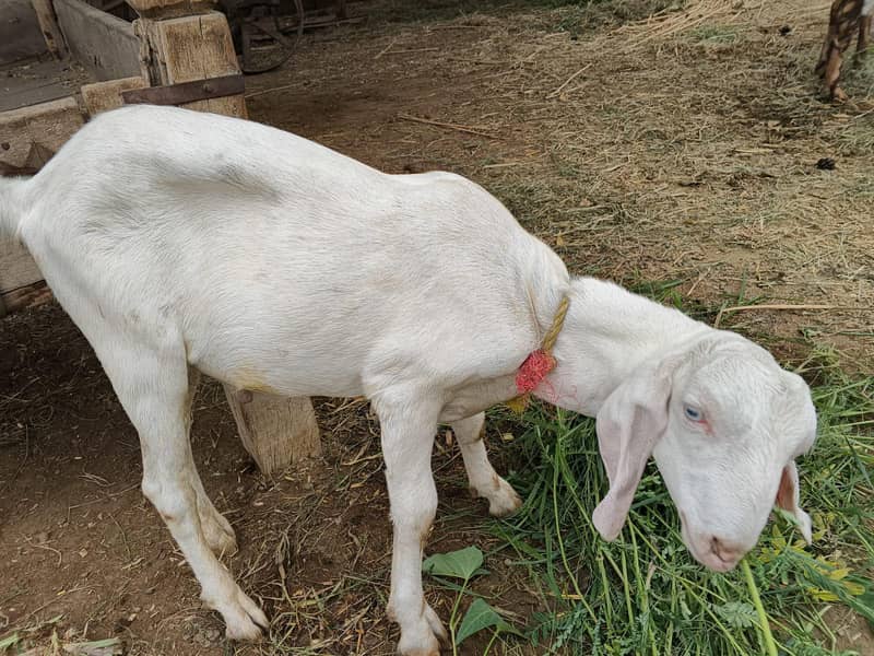 Bakra 1