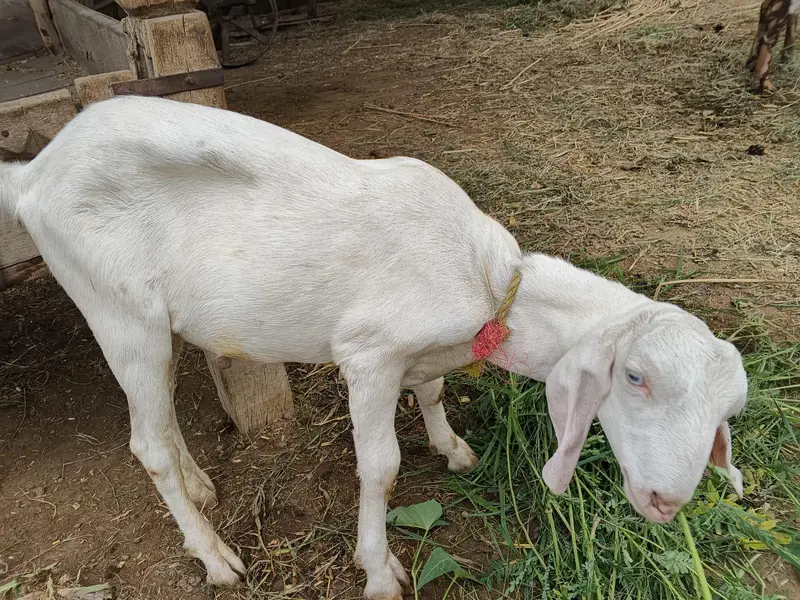 Bakra — photo 2