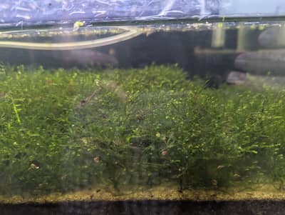 java moss 1.5ft × 1.5ft