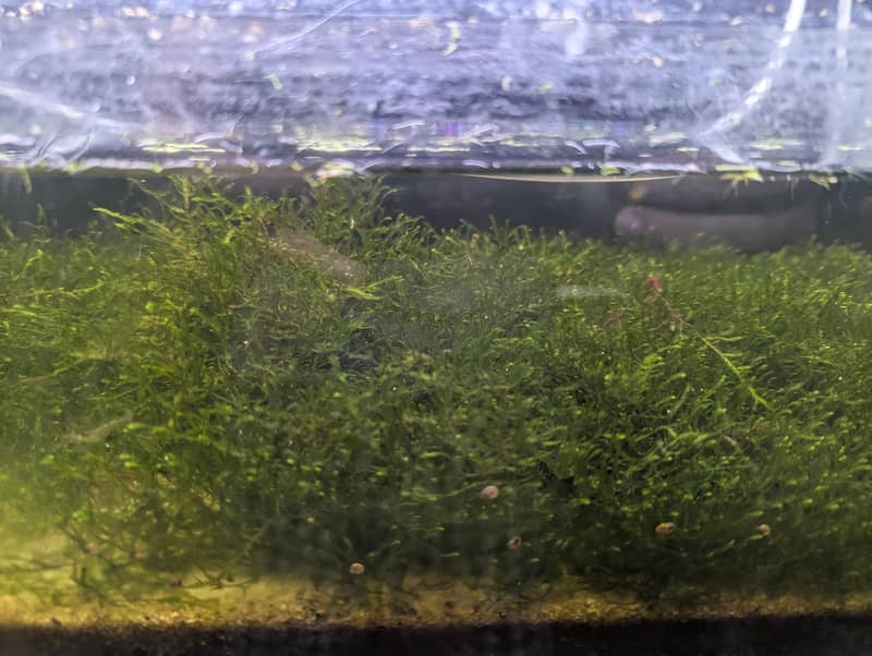 java moss 1.5ft × 1.5ft 1