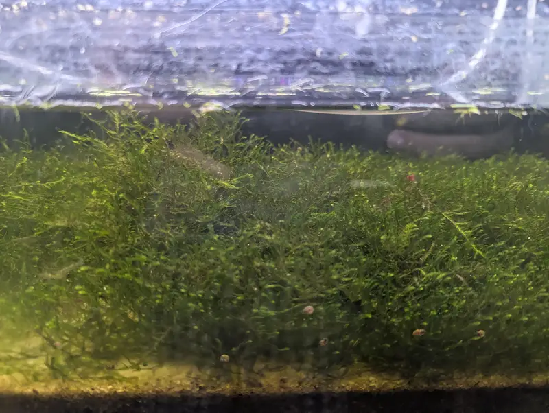 java moss 1.5ft × 1.5ft — photo 2