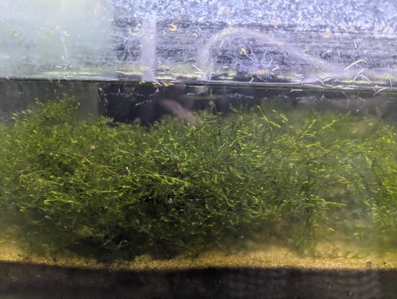 java moss 1.5ft × 1.5ft 2