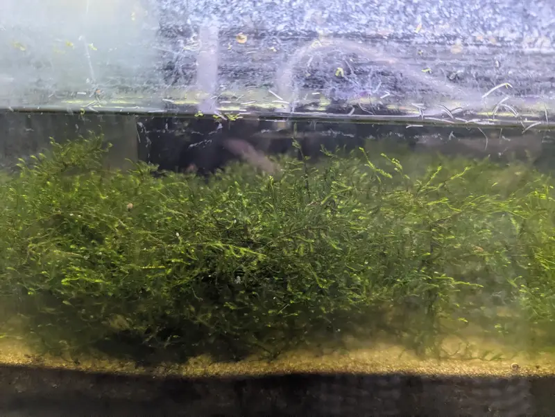 java moss 1.5ft × 1.5ft — photo 3