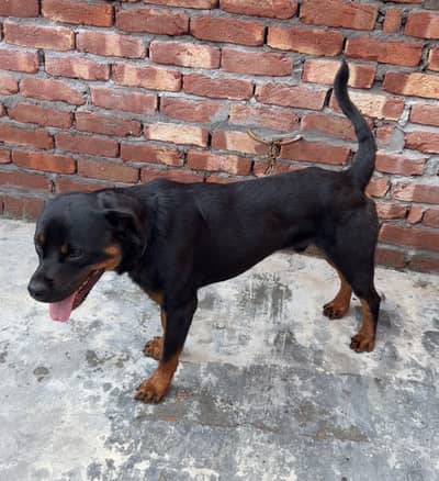 Rottweiler Healthy & ACTIVE