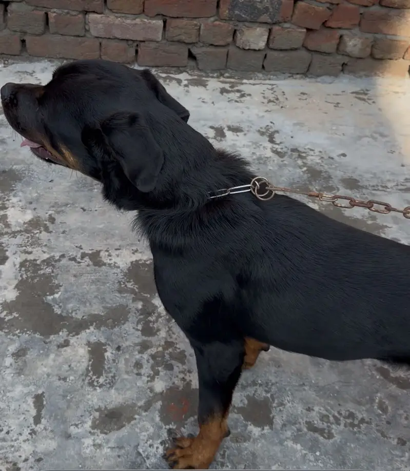 Rottweiler Healthy & ACTIVE — photo 2