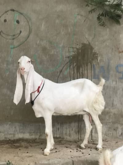 Bakri/Gulabi bakri/pure Gulabi bakri/gabaan bakri for sale