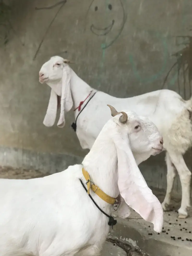 Bakri/Gulabi bakri/pure Gulabi bakri/gabaan bakri for sale — photo 2