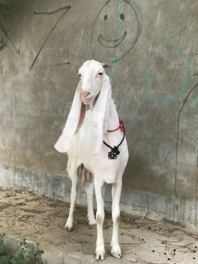 Bakri/Gulabi bakri/pure Gulabi bakri/gabaan bakri for sale — photo 3