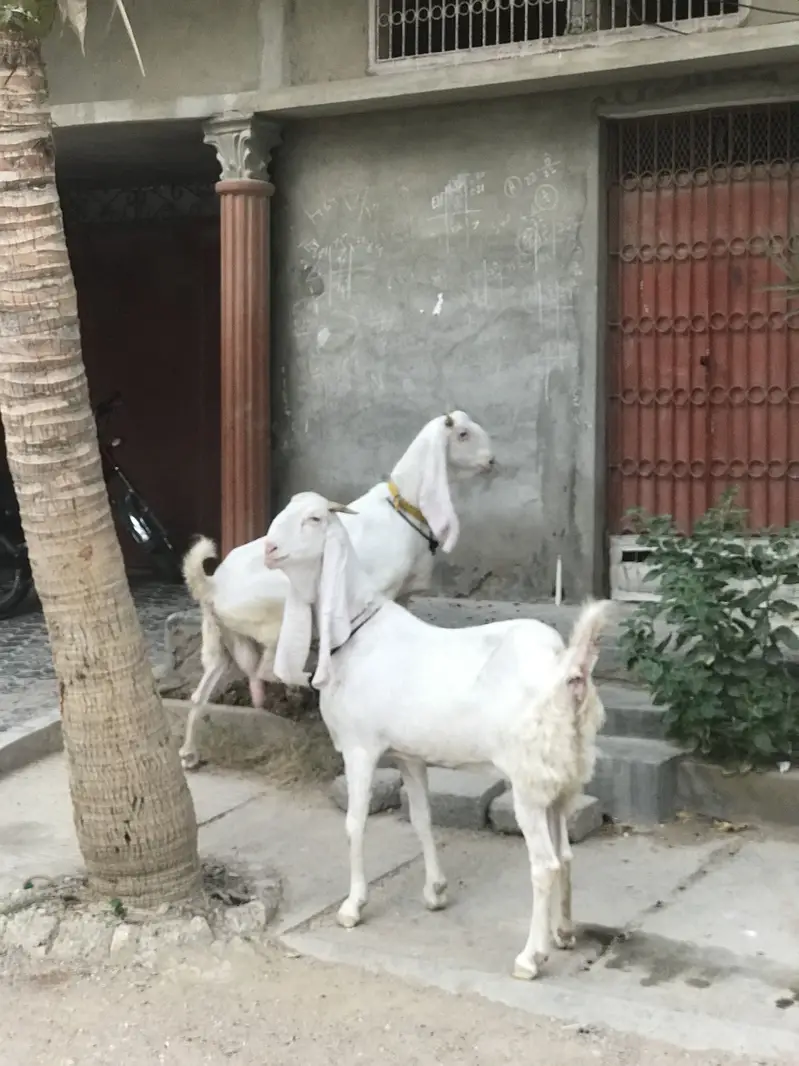 Bakri/Gulabi bakri/pure Gulabi bakri/gabaan bakri for sale — photo 4