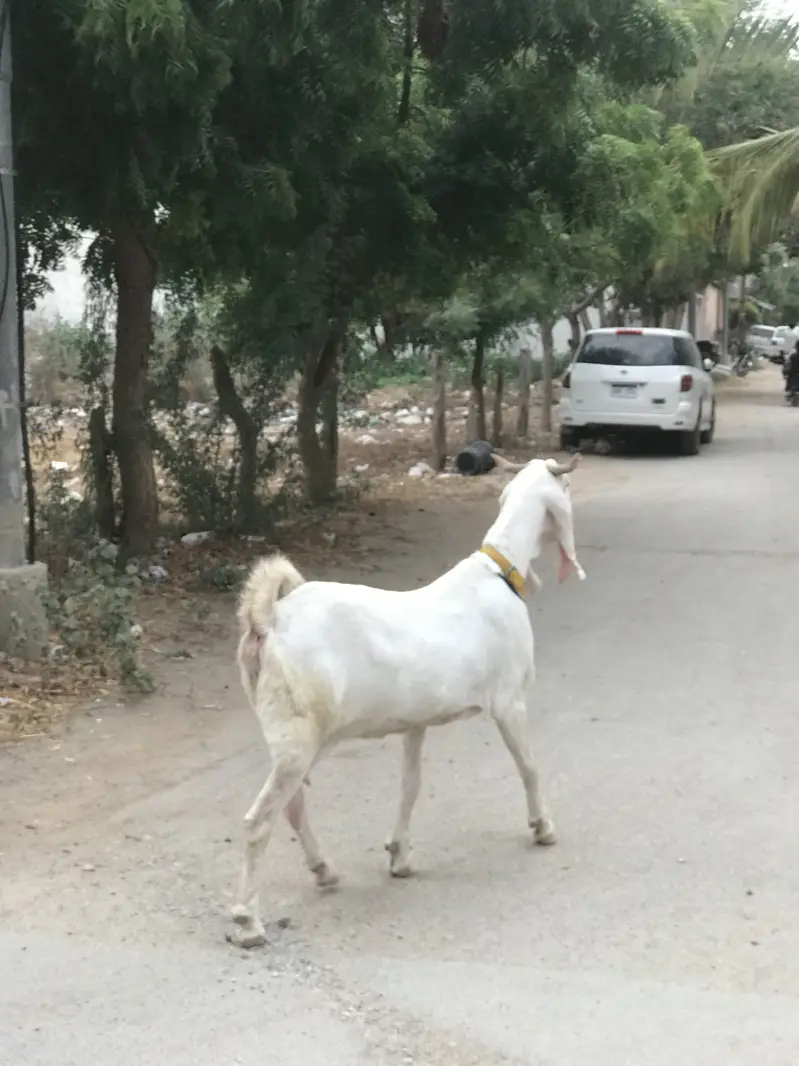 Bakri/Gulabi bakri/pure Gulabi bakri/gabaan bakri for sale — photo 5