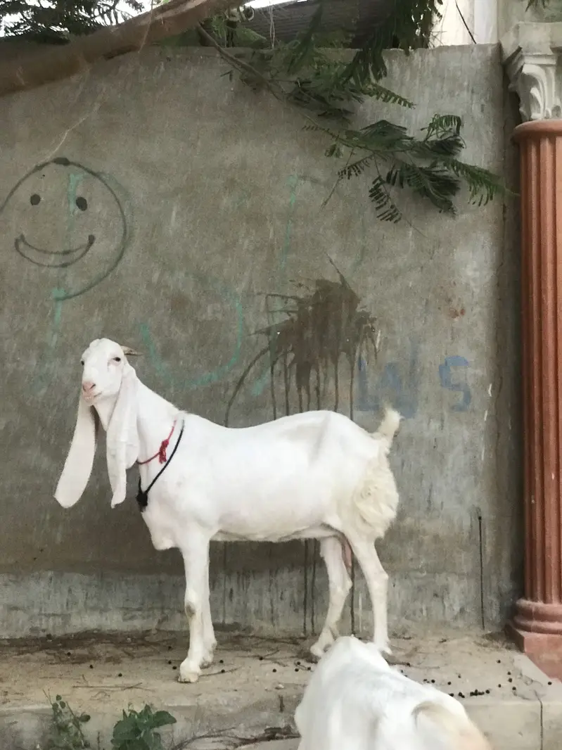 Bakri/Gulabi bakri/pure Gulabi bakri/gabaan bakri for sale — photo 6