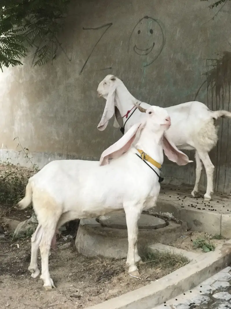 Bakri/Gulabi bakri/pure Gulabi bakri/gabaan bakri for sale — photo 8