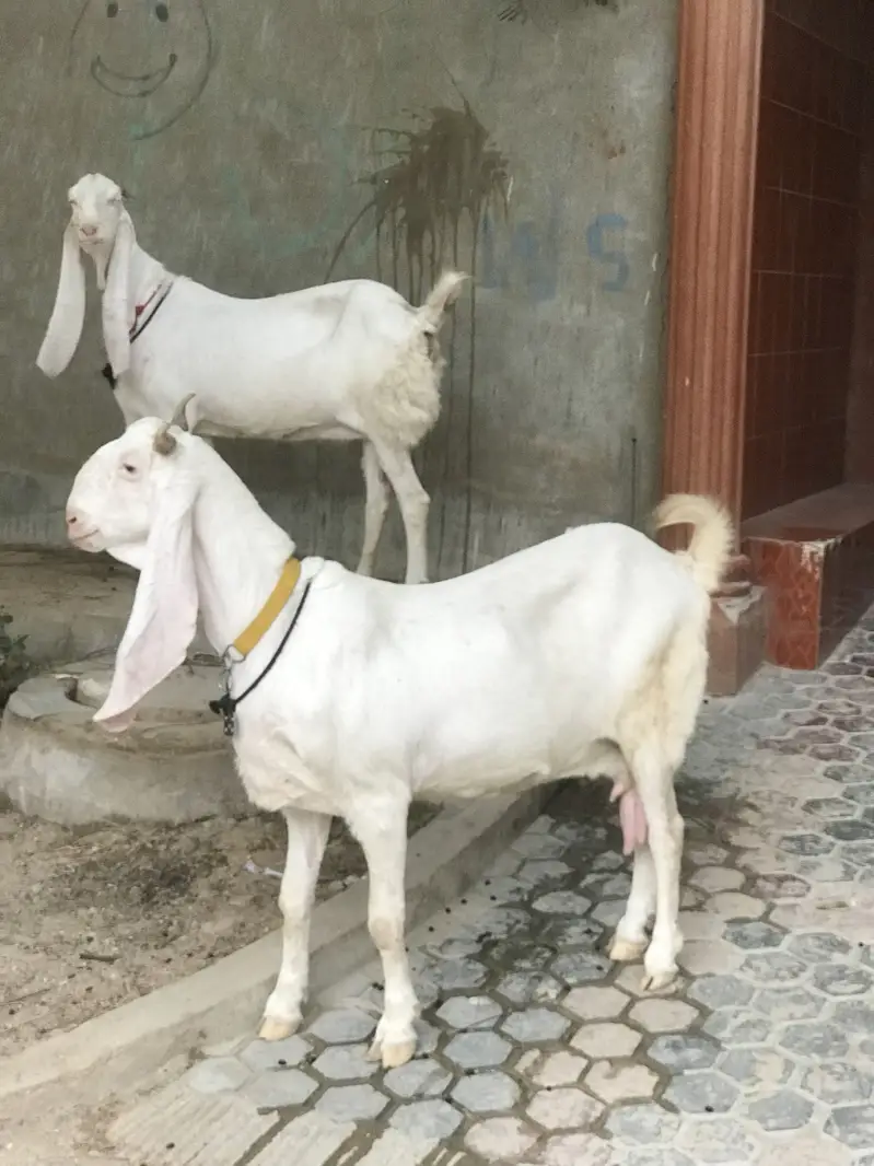 Bakri/Gulabi bakri/pure Gulabi bakri/gabaan bakri for sale — photo 9