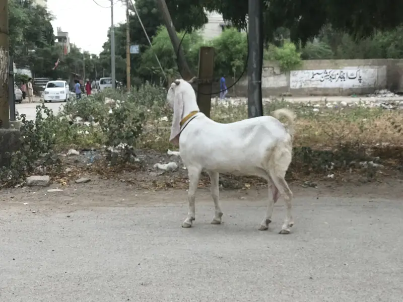 Bakri/Gulabi bakri/pure Gulabi bakri/gabaan bakri for sale — photo 10