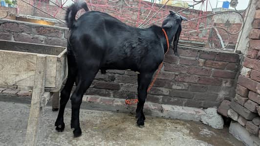 Bakra Top Quality