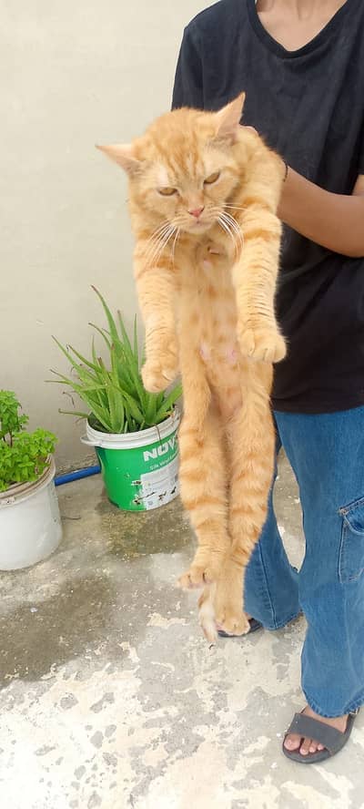 4 Cat’s for sale