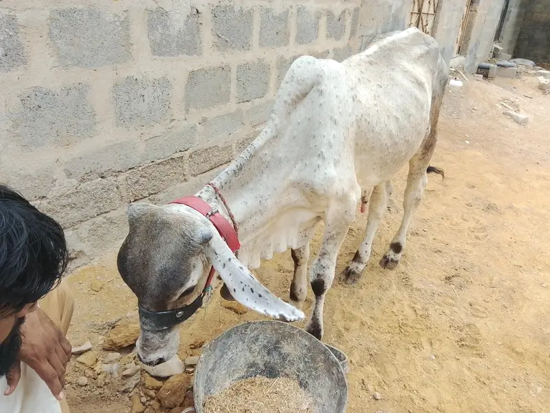 bachra — photo 2