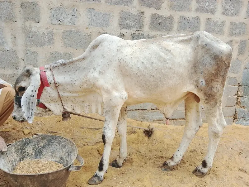bachra — photo 3