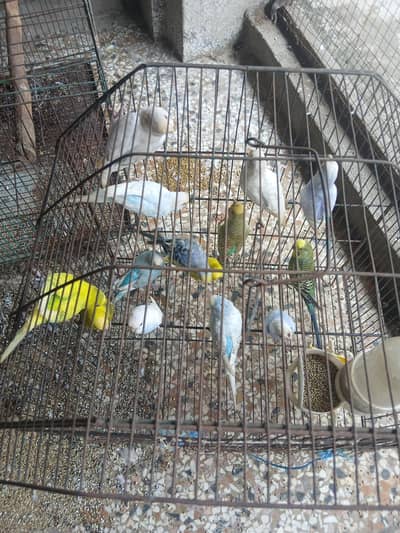 Buggies for sale