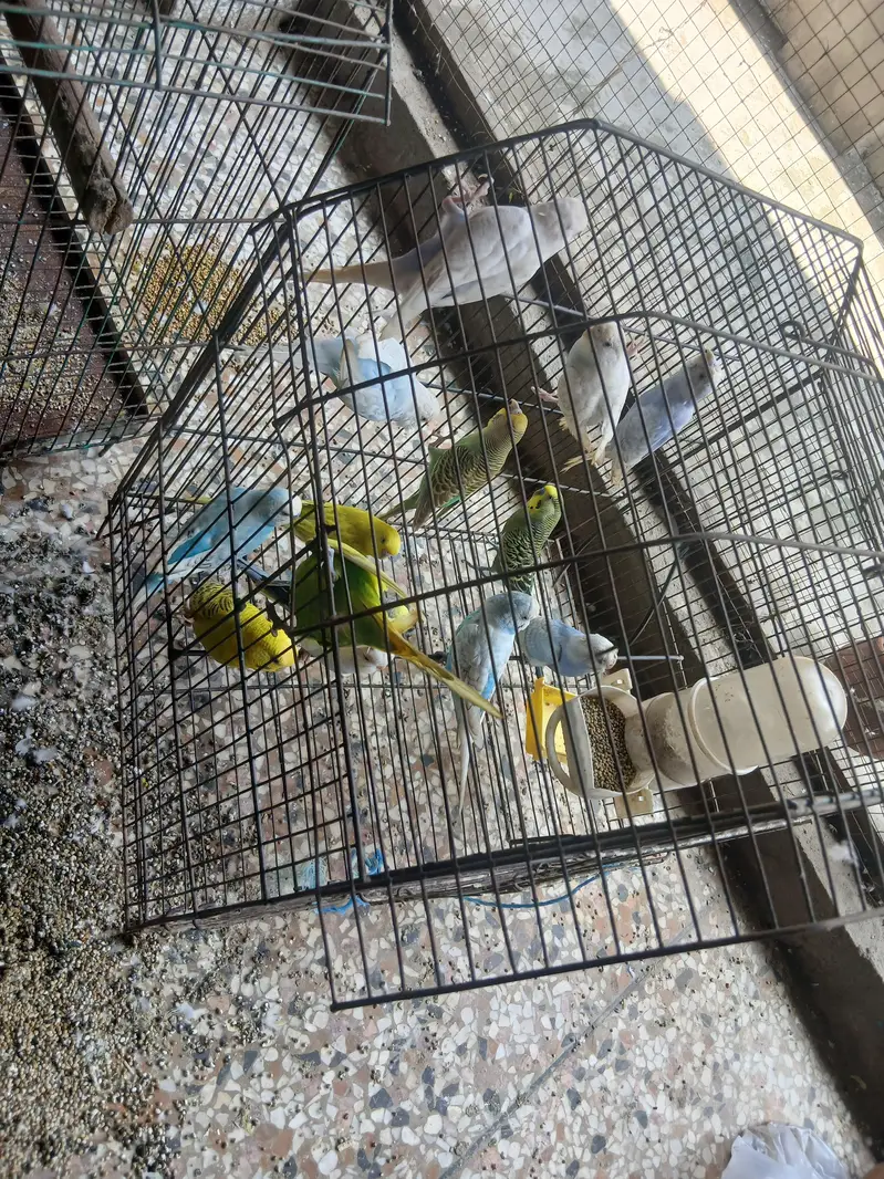 Buggies for sale — photo 3
