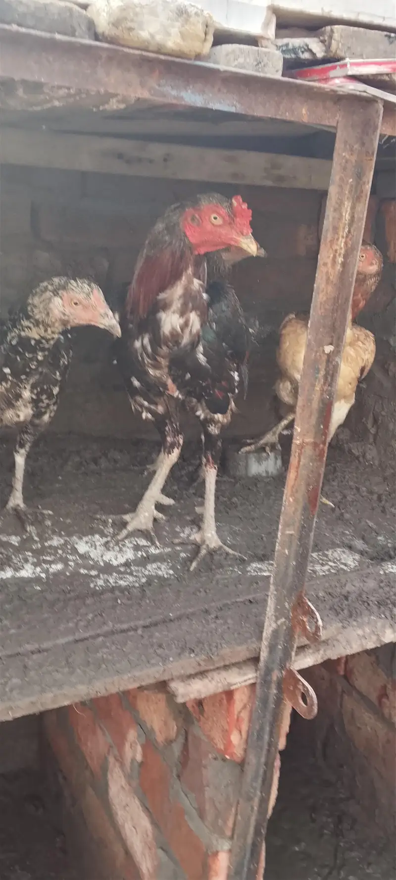 3 female 1 male — photo 4