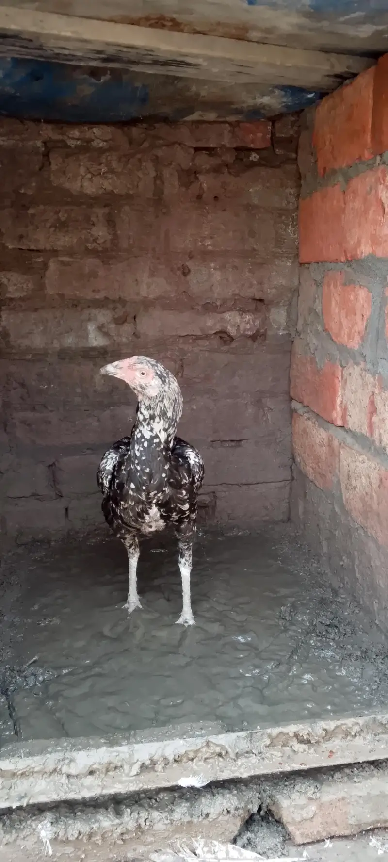3 female 1 male — photo 5