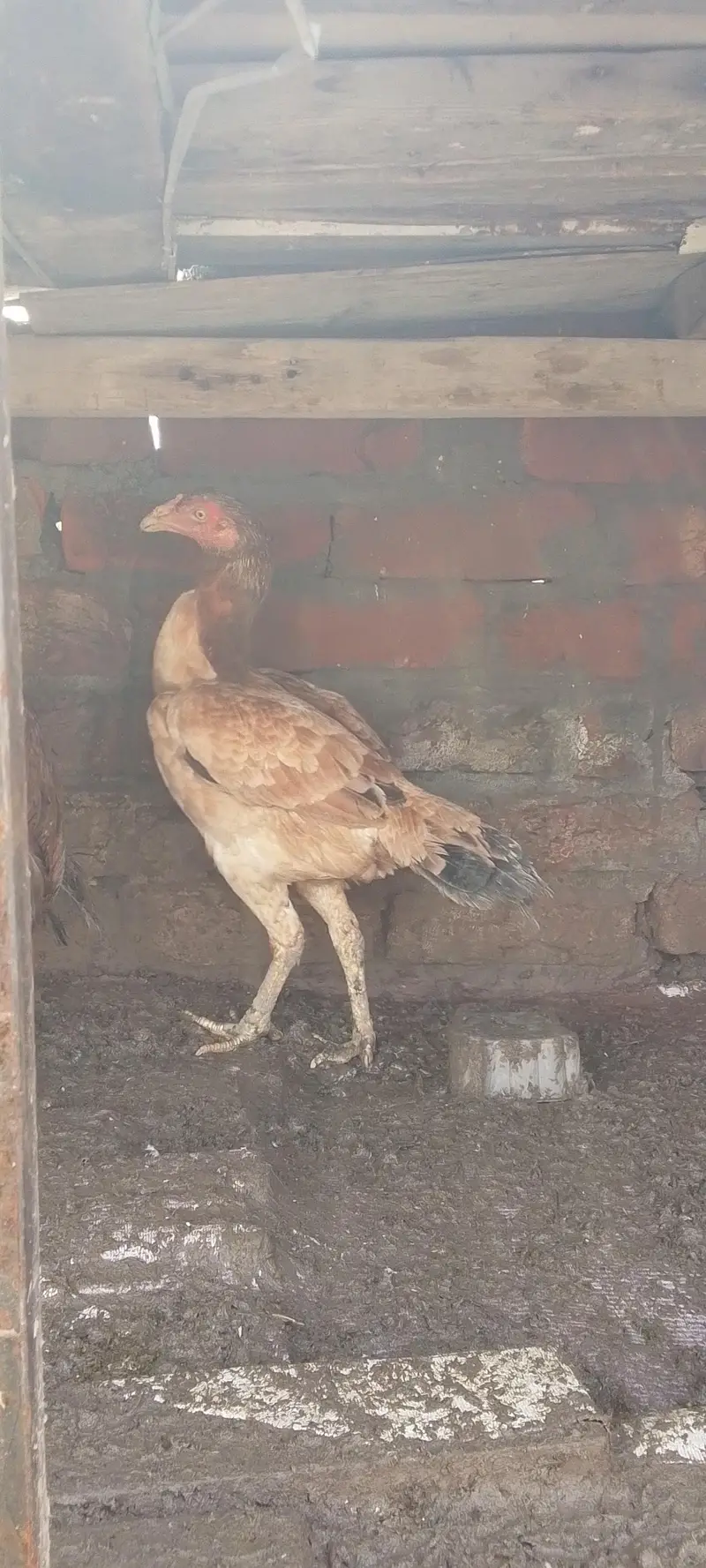3 female 1 male — photo 6