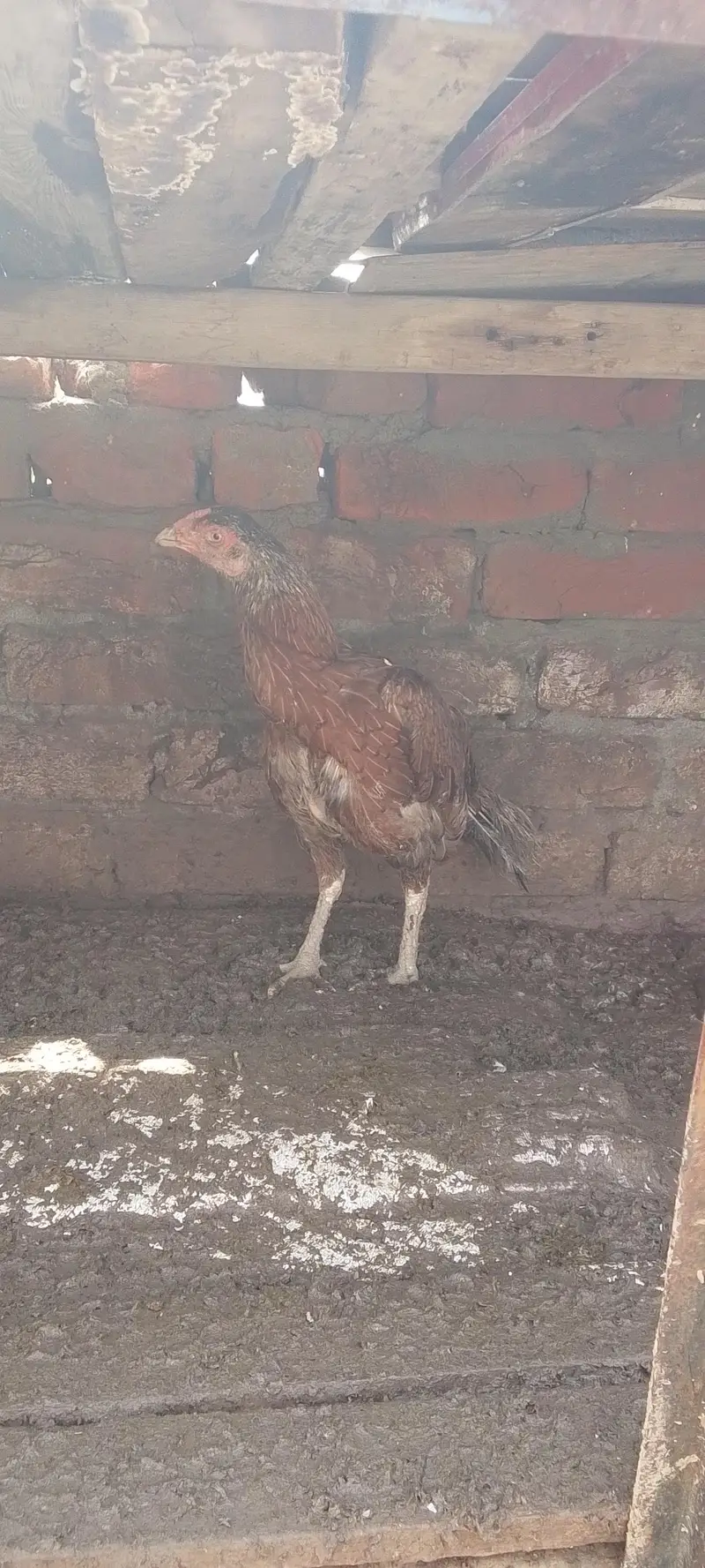 3 female 1 male — photo 7