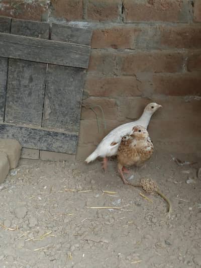 breading pair age one year milky white